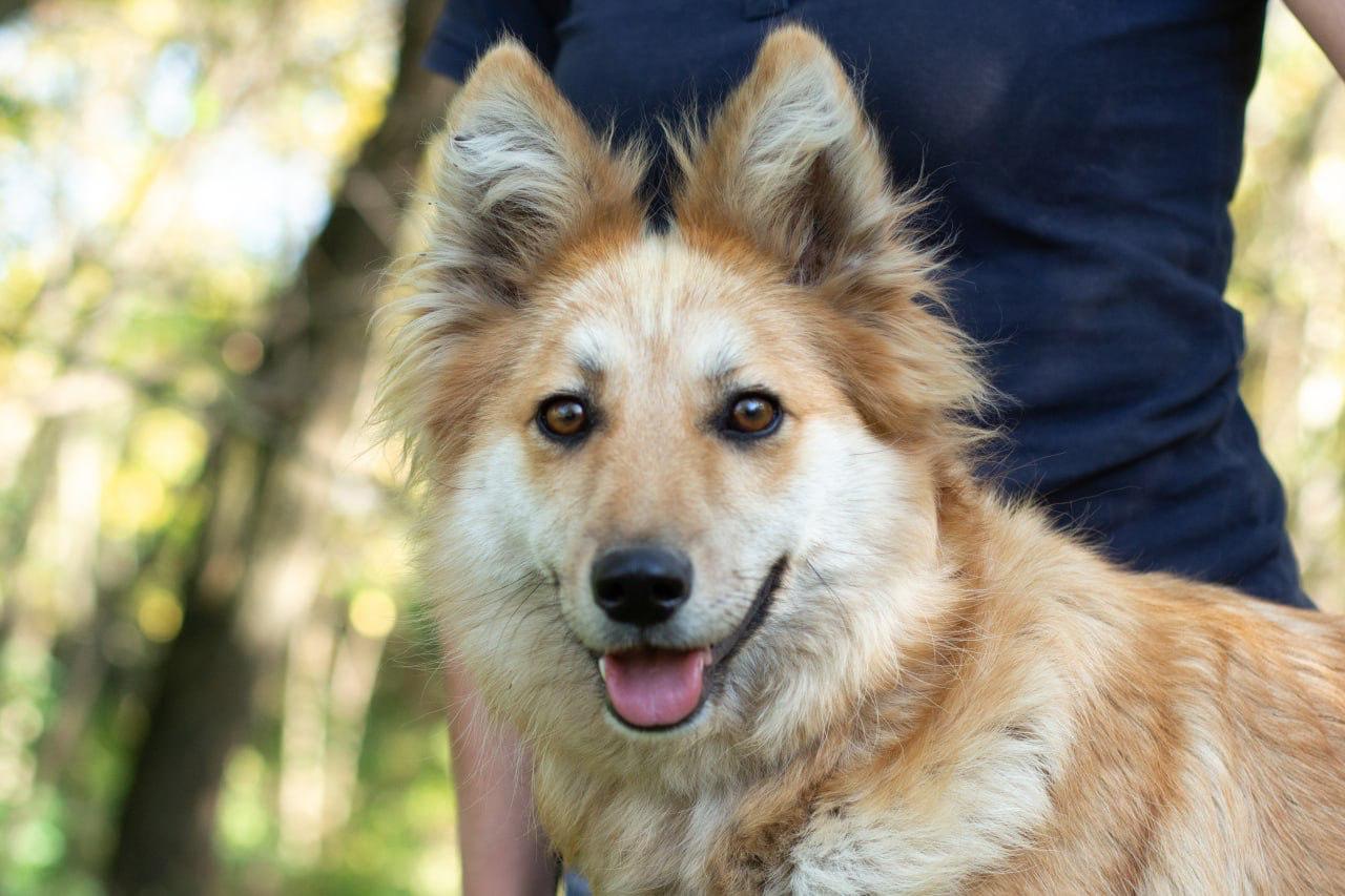 Chiens à adopter